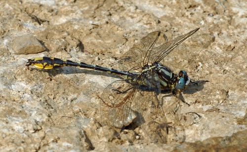 Male
9 June 2012, TN, Lewis County